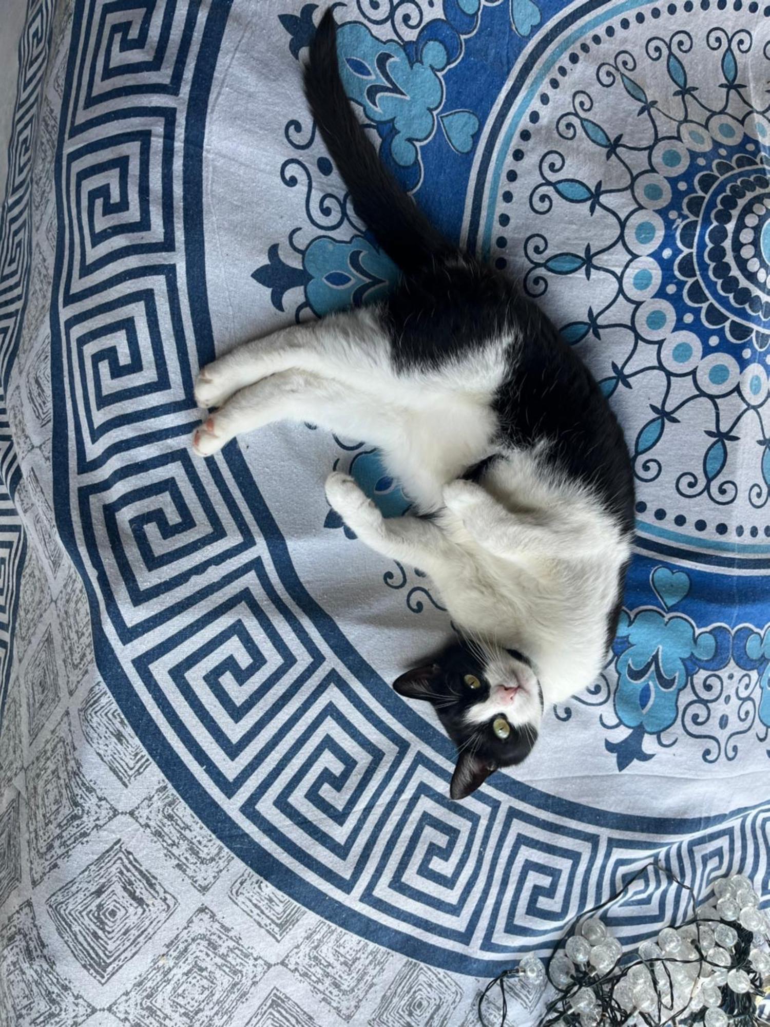 Holiday home Cat's House- Dum U Trech Kocek Zdice